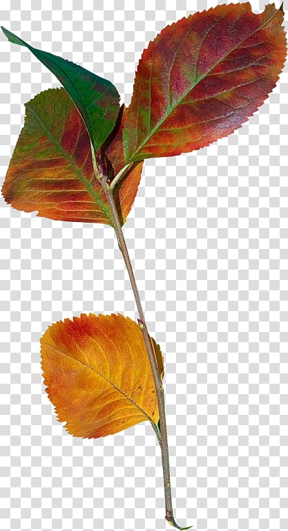 Осенние листья Leaf Plant stem , others transparent background PNG clipart