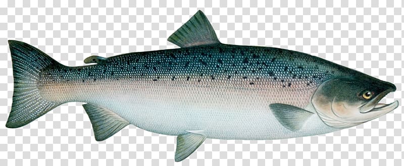 Sardine Coho salmon Trout Atlantic salmon, fish transparent background PNG clipart