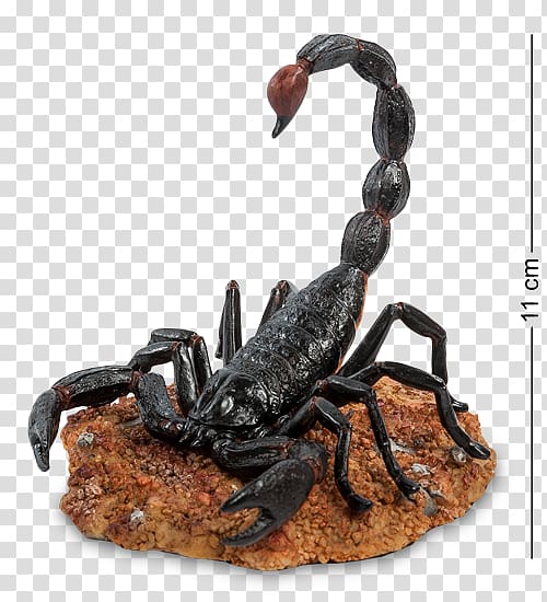 Emperor scorpion Arachnid Animal , Scorpion transparent background PNG clipart