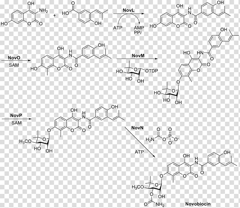 Novobiocin Chemical synthesis Rifampicin Sulfadoxine Excretion, others transparent background PNG clipart