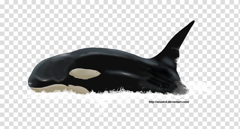 Killer whale Dolphin Fauna Cetacea Wildlife, dolphin transparent background PNG clipart
