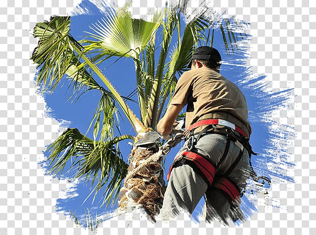 Pruning Arecaceae Las Vegas Tree Removal Pros Tree care, Tree trimmer transparent background PNG clipart