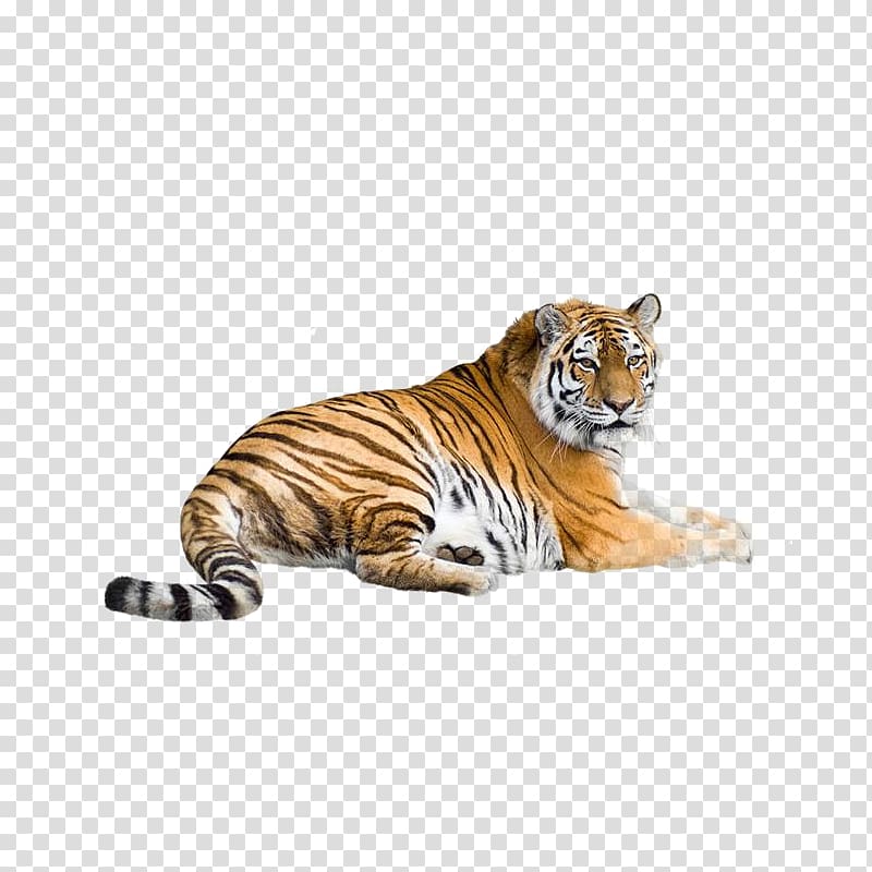 Bengal tiger illustration, Siberian Tiger Bengal tiger South China tiger Indochinese tiger Malayan tiger, tiger transparent background PNG clipart