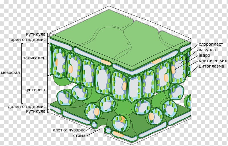Palisade cell Leaf Biology Function, Leaf transparent background PNG clipart