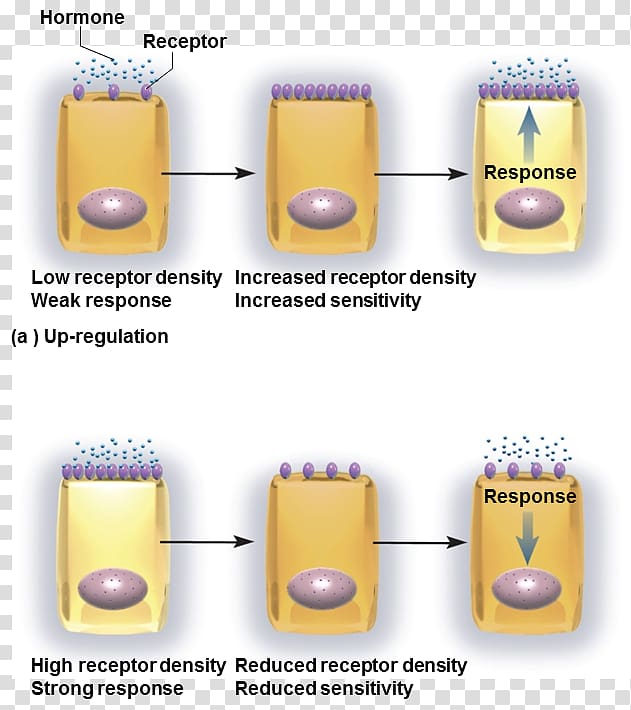 Target cell Receptor Downregulation and upregulation Hormone, Endocrine System transparent background PNG clipart