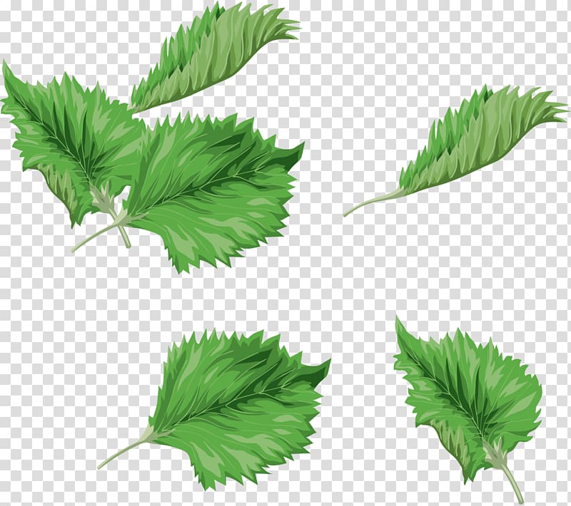 Leaf Green Watercolor painting , Watercolor green leaves transparent background PNG clipart