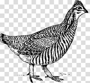 Chicken Book , chicken transparent background PNG clipart thumbnail
