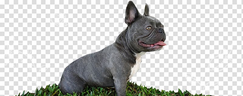 Dog breed French Bulldog Toy Bulldog Non-sporting group, puppy transparent background PNG clipart
