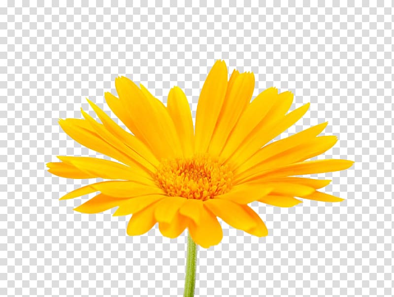 Calendula officinalis Mexican marigold Flower , South African marigold transparent background PNG clipart