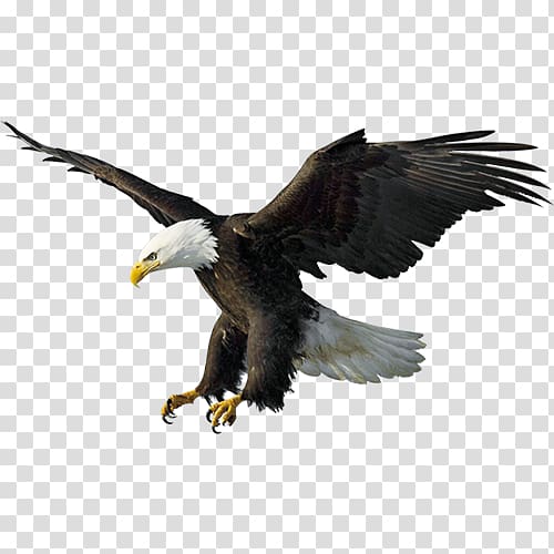 flying eagle illustration, Bald Eagle Drawing Illustration, Flying Eagles transparent background PNG clipart