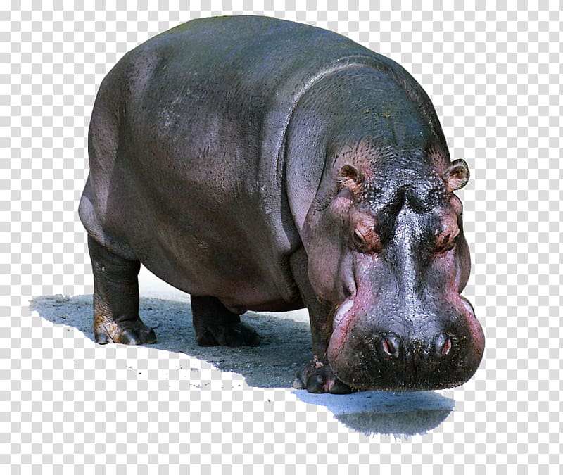 hippopotamus illustration, Pygmy hippopotamus Dog Lion Domestic pig, Wild hippo transparent background PNG clipart