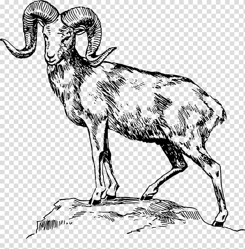 Bighorn sheep Ram Trucks Animal Illustrations Drawing, sheep transparent background PNG clipart