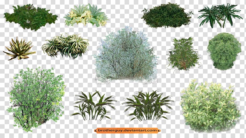 plant collage, Plant Vegetation Shrub, shrubs plan transparent background PNG clipart