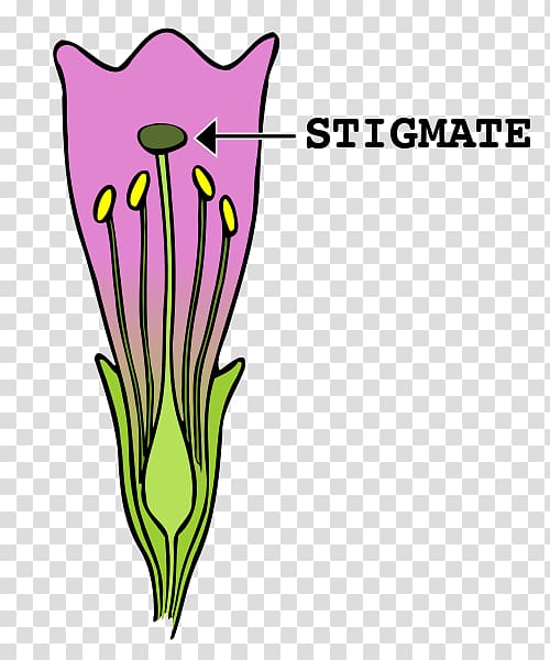 Stigma Flower Gynoecium , heavy metal facebook thumb transparent background PNG clipart