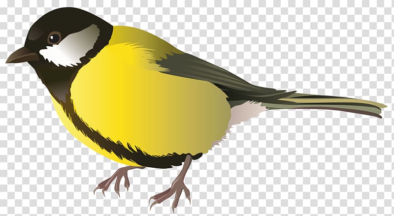 yellow and black bird illustration, Bird Parrot , Yellow Bird transparent background PNG clipart