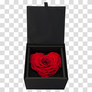 Garden roses, rose transparent background PNG clipart thumbnail