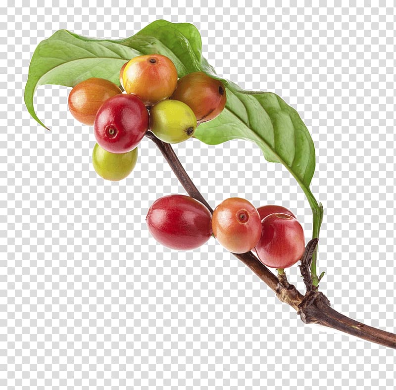 Kona coffee Coffee bean Arabica coffee Brewed coffee, Coffee transparent background PNG clipart