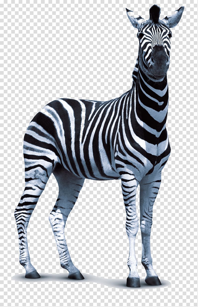 Zebra Technologies , Zebra transparent background PNG clipart