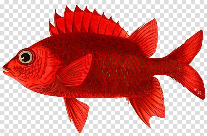 Northern red snapper Goldfish Orange clownfish Maroon clownfish Nemo, fish transparent background PNG clipart