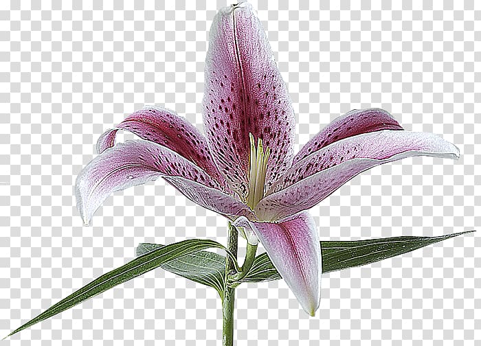 Lilium Flower Lily \'Stargazer\' Alentejo Mkulima Young, flower transparent background PNG clipart