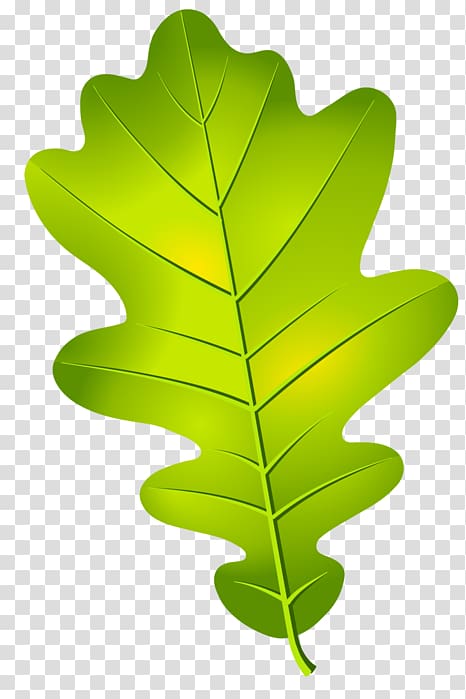 Oak leaf cluster Acorn Tree, Leaf transparent background PNG clipart