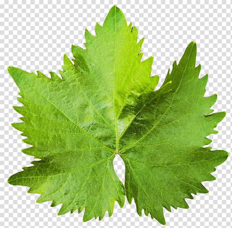 green maple leaf, Leaf , Grape Vine Leaf transparent background PNG clipart