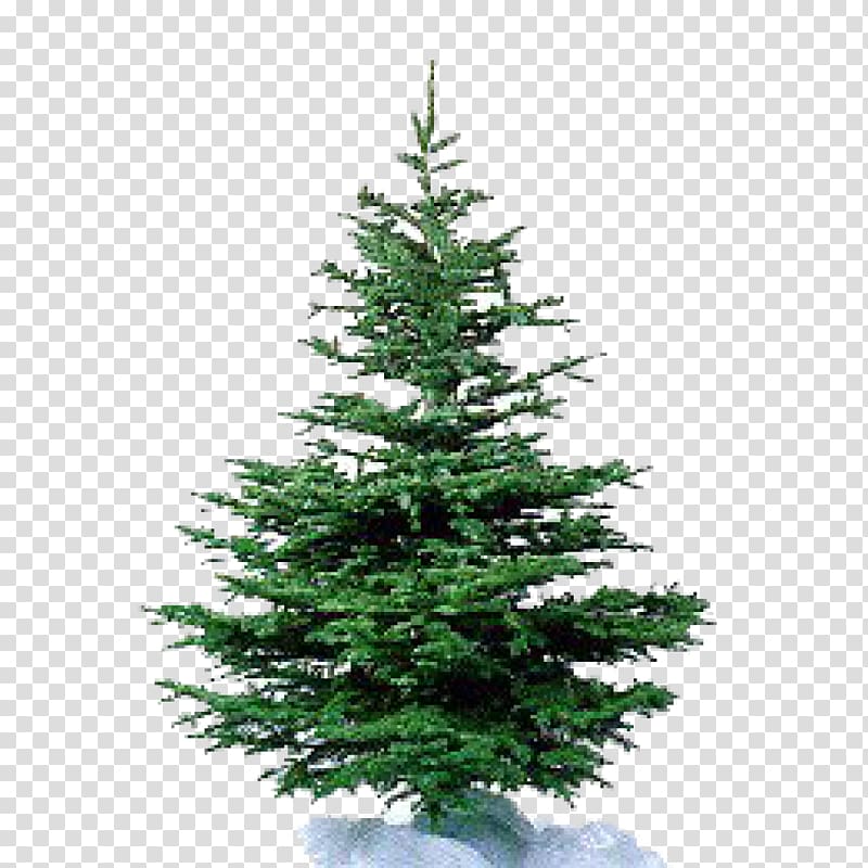 Nordmann fir Artificial Christmas tree Pine, kale transparent background PNG clipart