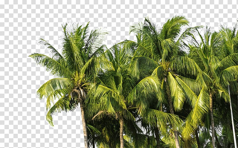 Coconut oil Arecaceae Tree Technology, coconut oil transparent background PNG clipart