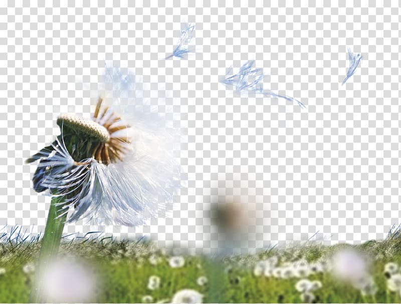 Dandelion Graphic design Template, Pretty Dandelion transparent background PNG clipart
