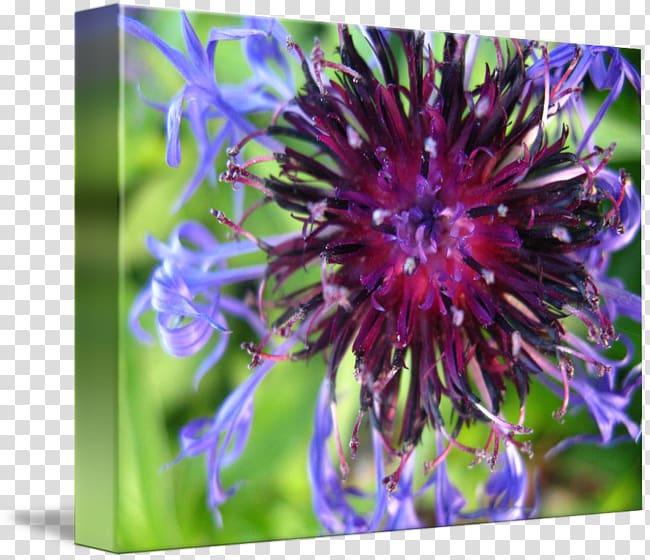 Milk thistle Aster Passion Flower Petal Close-up, others transparent background PNG clipart