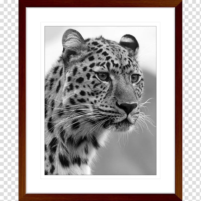 Felidae Black panther Bengal cat Wildcat Cheetah, African Prints transparent background PNG clipart