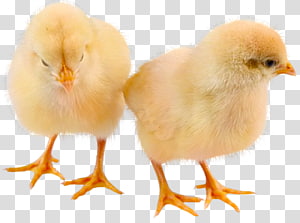 Chicken Desktop , chicken transparent background PNG clipart thumbnail