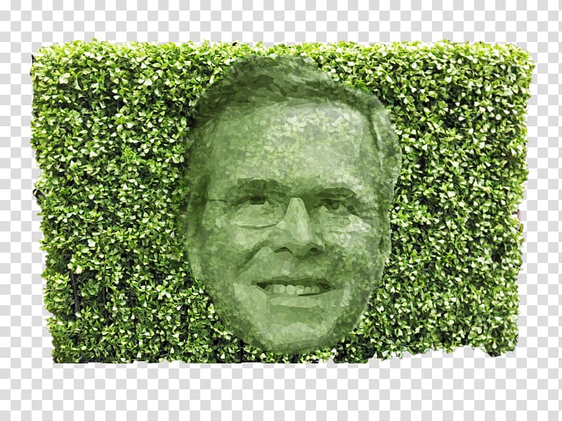 Chris Christie Hedge trimmer Hedge fund Tree, hedge shrub transparent background PNG clipart