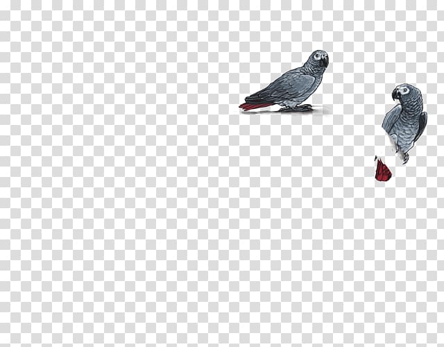 Columbidae Beak Domestic pigeon Feather Columbiformes, african grey parrot transparent background PNG clipart