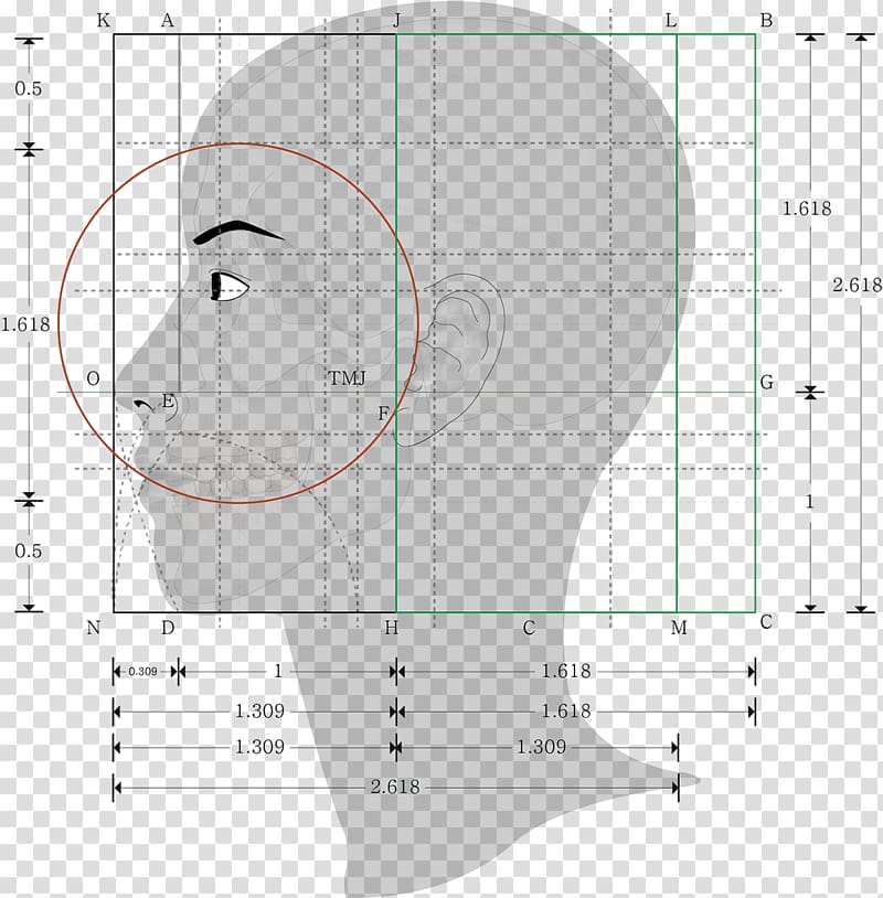 Golden ratio Human body Proportionality Geometry, golden ratio face male transparent background PNG clipart