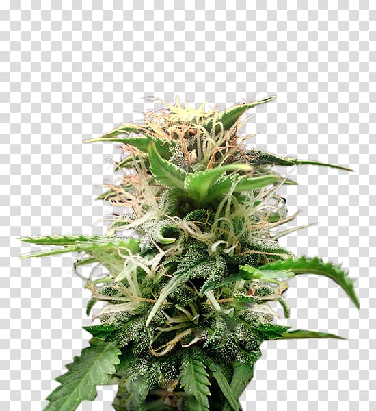 Cannabis Cultivar Hemp Seed Crop yield, cannabis transparent background PNG clipart