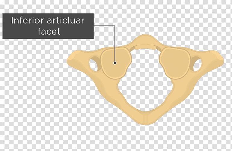Atlas Articular processes Cervical vertebrae Axis, Occipital Vein transparent background PNG clipart