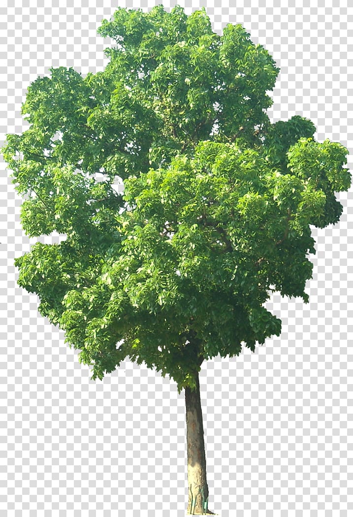 India Swietenia macrophylla Swietenia mahagoni Mahogany Tree, trees transparent background PNG clipart