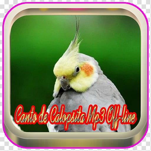 Cockatiel Bird Parrots Turquoise-fronted amazon, Bird transparent background PNG clipart