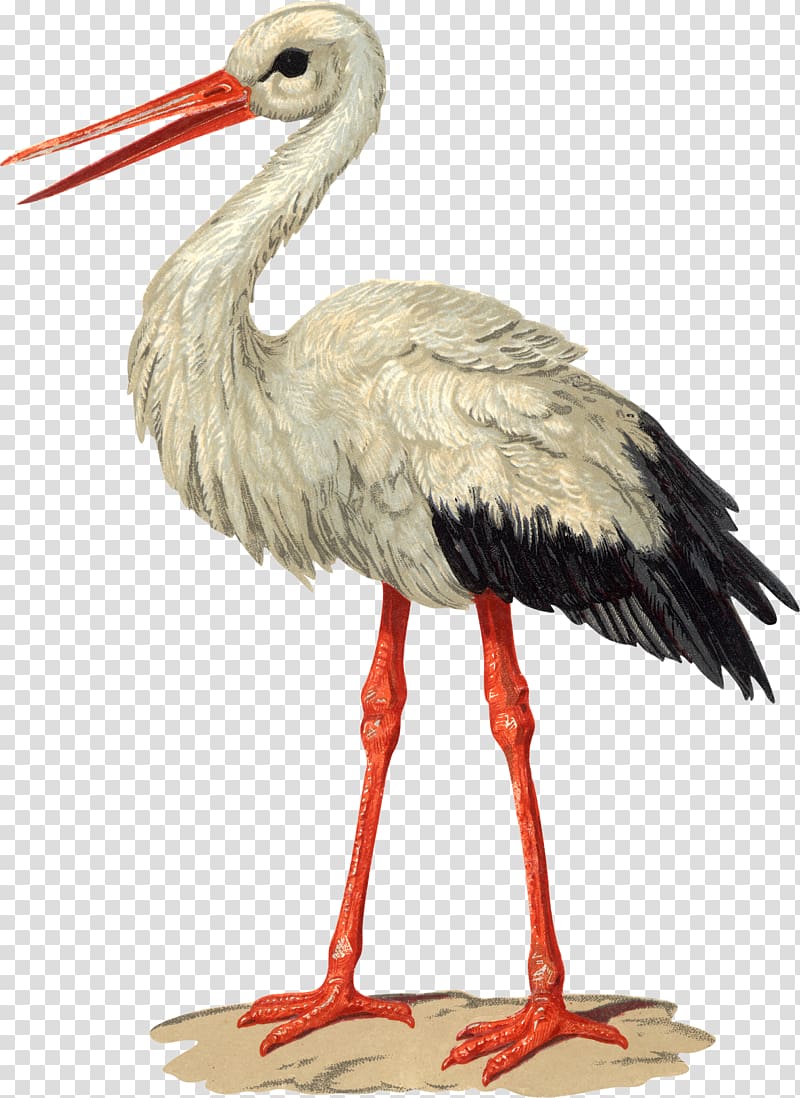 Bird White stork Paper Columbidae, flamingo transparent background PNG clipart