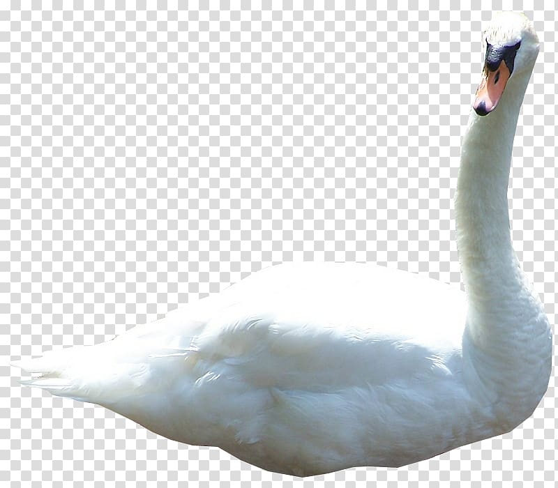Mute swan Cygnini 3D computer graphics, Swan fly transparent background PNG clipart