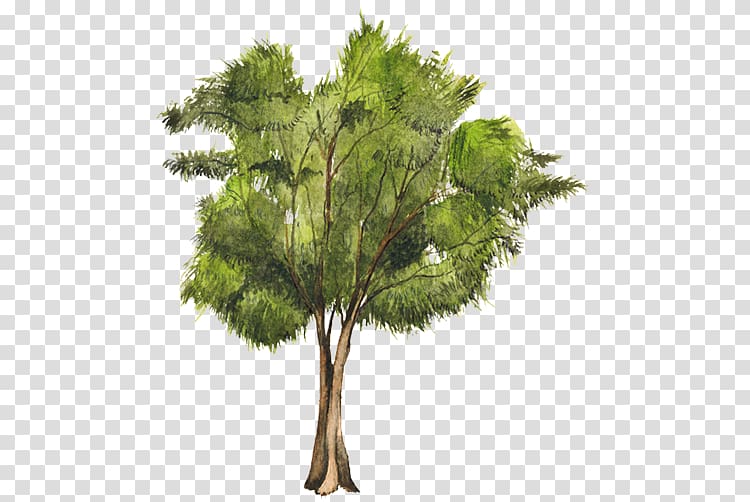 Tree Casuarina equisetifolia Woody plant Pine, arboles transparent background PNG clipart