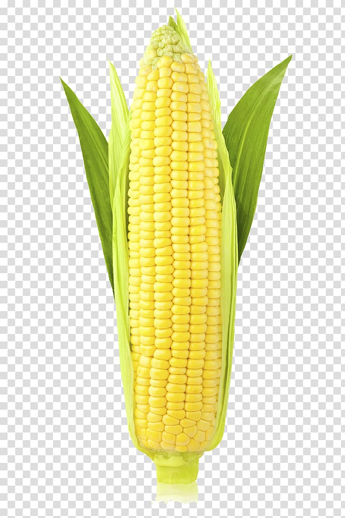 Corn on the cob Organic food Maize Pastel de choclo Pudding corn, ear transparent background PNG clipart