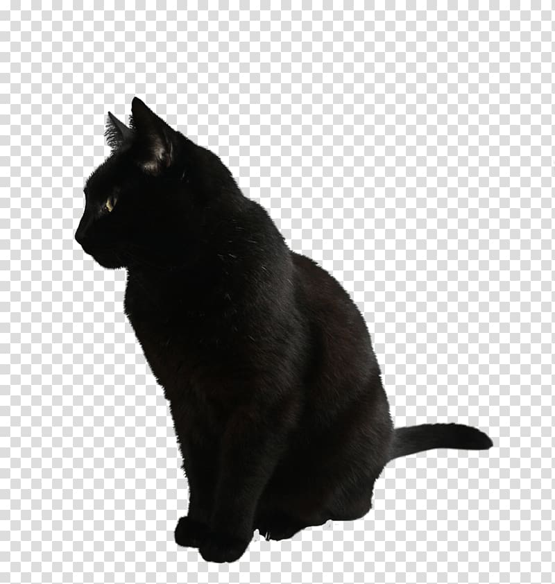 black cat, Black Cat Sitting transparent background PNG clipart