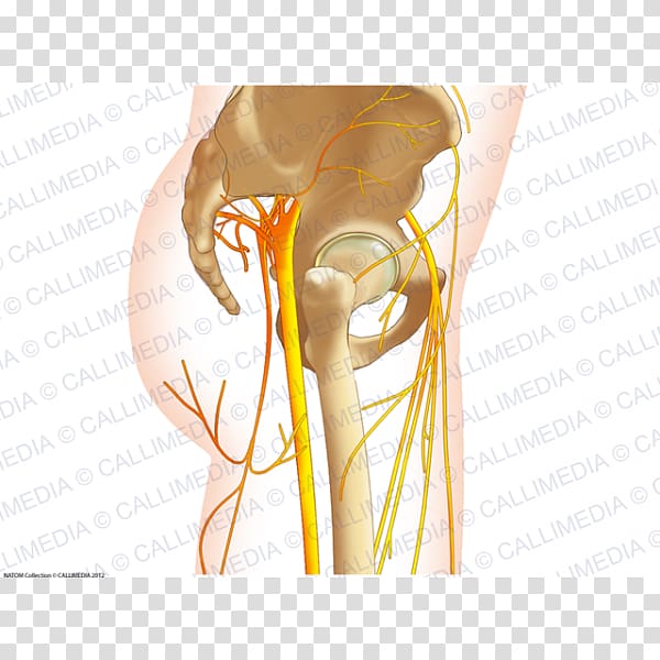 Lateral cutaneous nerve of thigh Pelvis Human anatomy, others transparent background PNG clipart