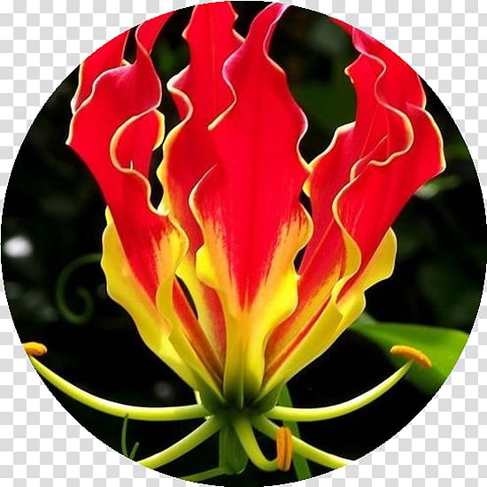 Flame lily Seed Vine Flower Bulb, flower transparent background PNG clipart