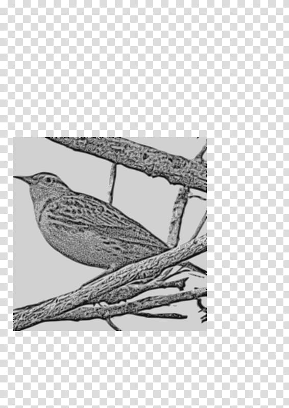 Western meadowlark State bird , Bird transparent background PNG clipart