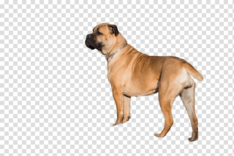 Bullmastiff Dog breed Boerboel English Mastiff Fawn, Cane Corso transparent background PNG clipart