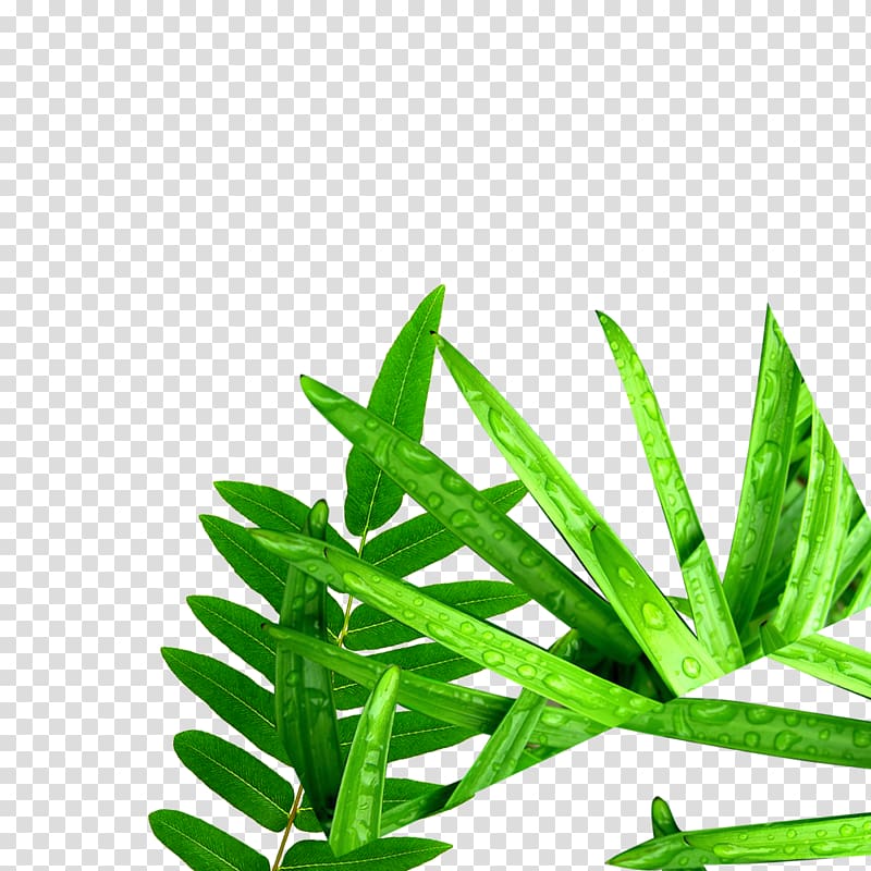 green leaf , Leaves of Grass Computer file, Grass transparent background PNG clipart