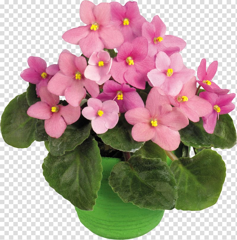 Flower , potted plant transparent background PNG clipart